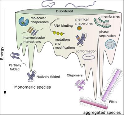 Looking Beyond the Core: The Role of Flanking Regions in the Aggregation of Amyloidogenic Peptides and Proteins